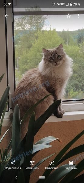 Medium adult male cat Сава (Савушка), lost near C46F+2X Кинешма, Ивановская область, Россия on Jul 12, 2022.