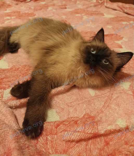 Medium young gray female cat Стелла, lost near 5 Longfellow Park, Cambridge, MA 02138, США on Jul 15, 2022.