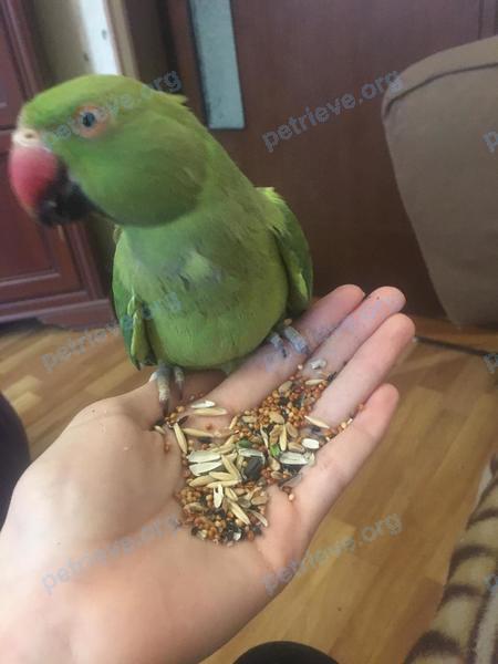 Medium adult green female bird Киви, lost near Хлебозаводский пр-д, Д. 7 КОРПУС СТРОЕНИЕ 9, Москва, Россия, 115230 on Jul 15, 2022.