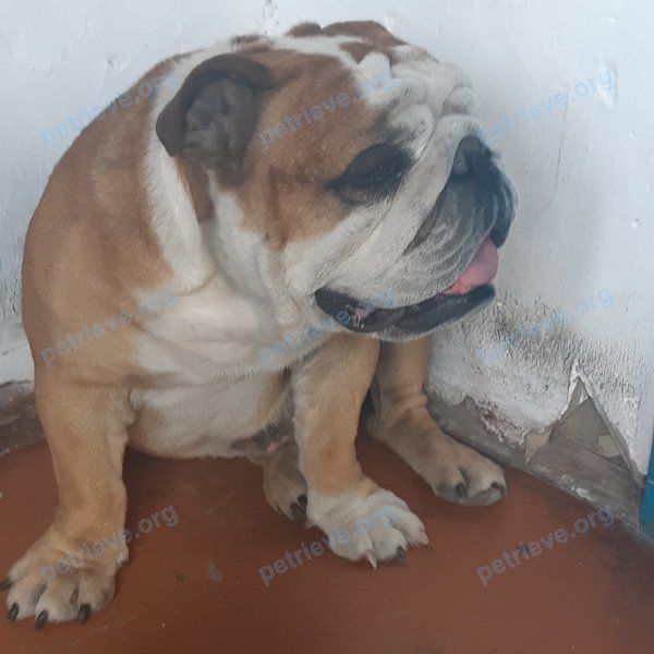 Medium adult mixed color male dog Эштон, lost near Ленинградская ул., 32, Чита, Забайкальский край, Россия, 672000 on Jul 13, 2022.