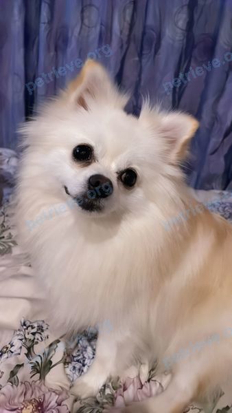 Small young white female dog Шакира, lost near ул. Козлова, 17а, Апатиты, Мурманская обл., Россия, 184209 on Jul 19, 2022.