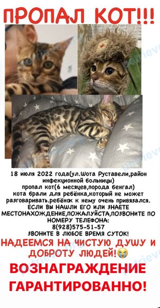 Средний оранжевый молодой кот Тишка, пропал 18.07.2022 рядом с ш. Руставели, 53, Махачкала, Респ. Дагестан, Россия, 367008.