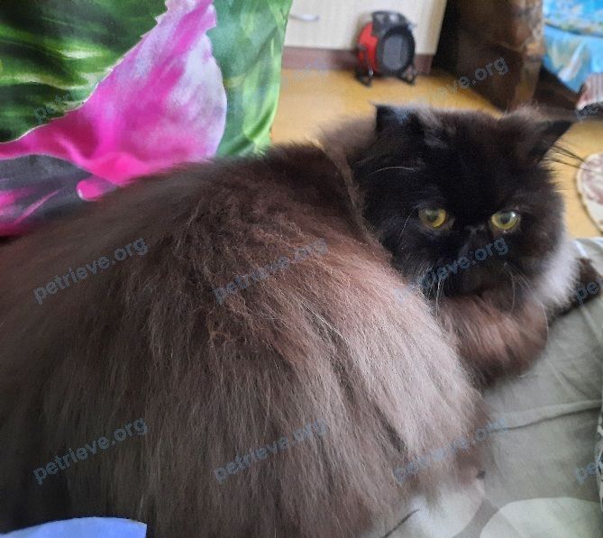 Средний коричневый молодой кот Пуфик, пропал 04.07.2022 рядом с 9FQ2+X9 Арсаки, Владимирская область, Россия.