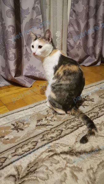Medium adult mixed color female cat Муся, lost near ул. Полевая (Белые Столбы), Домодедово, Московская обл., Россия, 142050 on Jul 19, 2022.