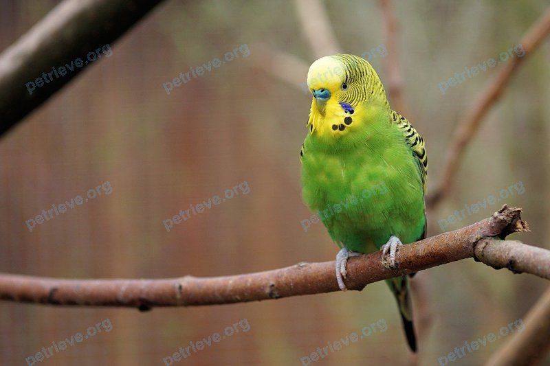 Small young green male bird Дейл, lost near 6 St Johns Rd, Cambridge, MA 02138, США on Jul 22, 2022.