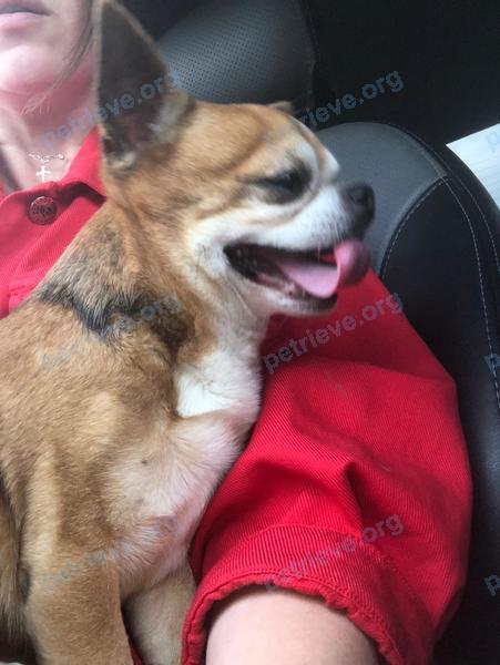 Small adult orange male dog, found near Верхний Тагил, Свердловская обл., Россия, 624162 on Jul 21, 2022.