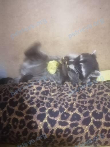 Medium young gray female raccoon Варя, lost near XJPX+3G Сорокино, Московская область, Россия on Jul 21, 2022.