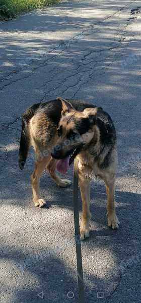 Medium adult brown male dog ДЖЕЙ, lost near 6 St Johns Rd, Cambridge, MA 02138, США on Jul 23, 2022.