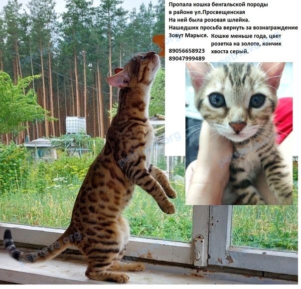 Средняя многоцветная молодая кошка Марыся, пропала 22.07.2022 рядом с ул. Берёзовская, 88, Нижний Новгород, Нижегородская обл., Россия, 603157.