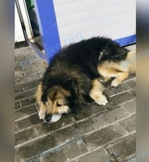 Medium adult mixed color dog, found near ул. Кудрявцева, 10, Химки, Московская обл., Россия, 141401 on Jul 24, 2022.