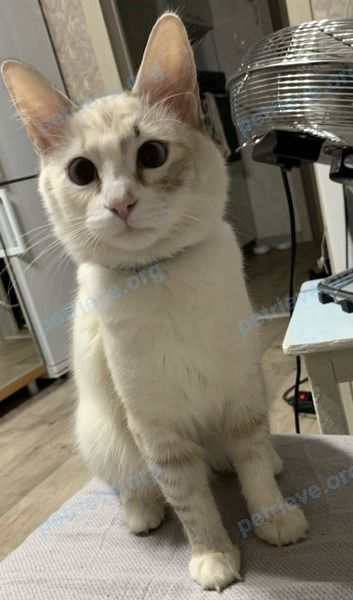 Medium young white female cat Оливка, lost near Звездная ул., 15А, Липецк, Липецкая обл., Россия, 398035 on Jul 24, 2022.