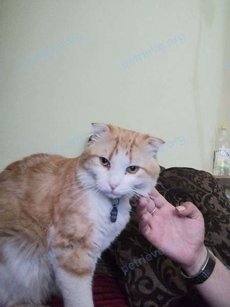 Medium adult mixed color male cat Тарас, lost near ул. Володи Головатого, 452, Краснодар, Краснодарский край, Россия, 350002 on Jul 06, 2022.