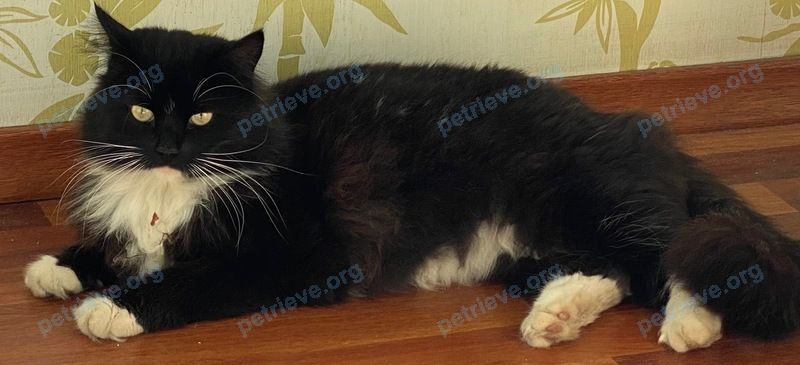 Средний чёрный взрослый кот, найден 26.07.2022 рядом с Заревый пр-д, 6, Москва, Россия, 127282.