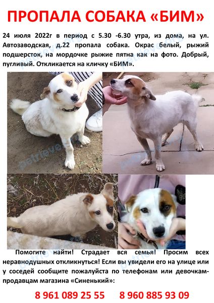 Маленький белый молодой пёс Бим, пропал 24.07.2022 рядом с ул. Автозаводская, 22, Волгоград, Волгоградская обл., Россия, 400120.