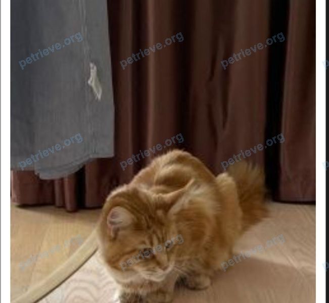 Big adult orange female cat Руна, lost near ул. Орджоникидзе, 69, Ставрополь, Ставропольский край, Россия, 355006 on Jul 26, 2022.