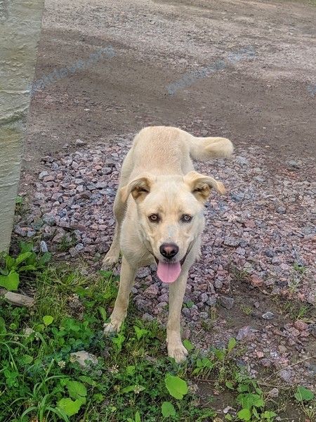 Medium young yellow female dog, found near Владимирский просп., 19, Санкт-Петербург, Россия, 191002 on Jul 29, 2022.