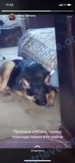Big adult brown male dog Босс, lost near ул. Ленина, 19/1, Краснодар, Краснодарский край, Россия, 350063 on Jul 29, 2022.