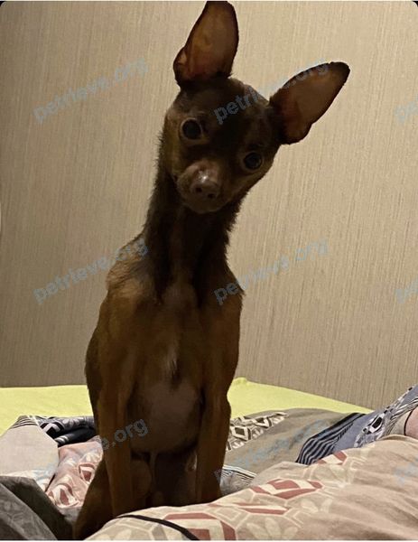 Small brown male dog Киви, lost near 9FGG+CM Арсаки, Владимирская область, Россия on Jul 28, 2022.