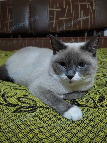 Medium young gray female cat Шанти, lost near ул. Ковалева, 44 корпус 1, Краснодар, Краснодарский край, Россия, 350062 on Jul 30, 2022.