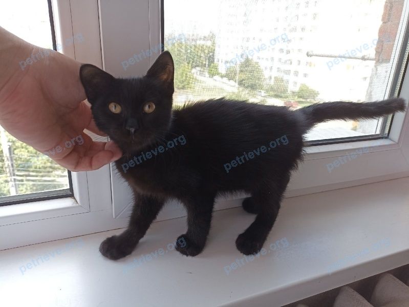 Small young black male cat, found near ул. Красных Партизан, 111/3, Краснодар, Краснодарский край, Россия, 350012 on Jul 25, 2022.