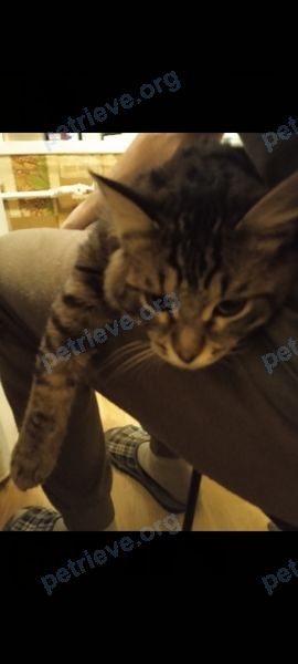 Средний серый молодой кот Сеня, пропал 25.07.2022 рядом с ул. Зелёная, 3, Новомосковск, Тульская обл., Россия, 301662.