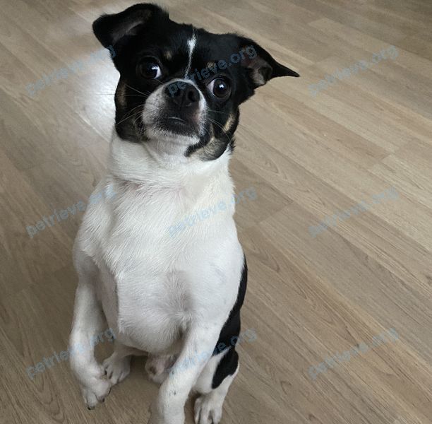 Small young mixed color male dog Боня, lost near ул. Суворова, 24, Жаворонки, Московская обл., Россия, 143020 on Aug 05, 2022.