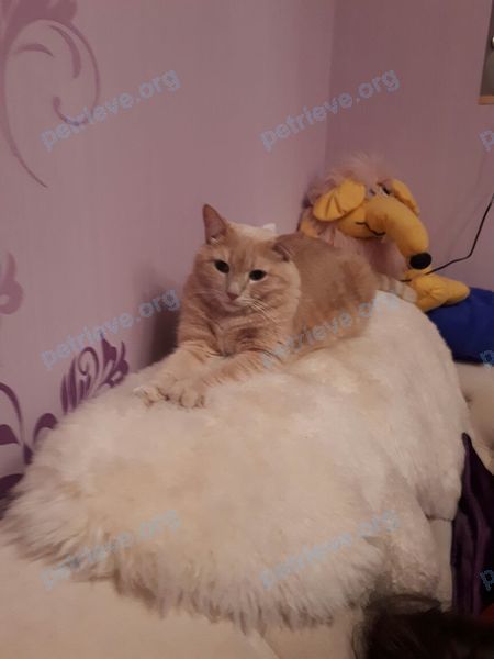 Medium adult orange male cat Персик, lost near Уральских рабочих, 40, Верхняя Пышма, Свердловская обл., Россия, 624091 on Aug 06, 2022.