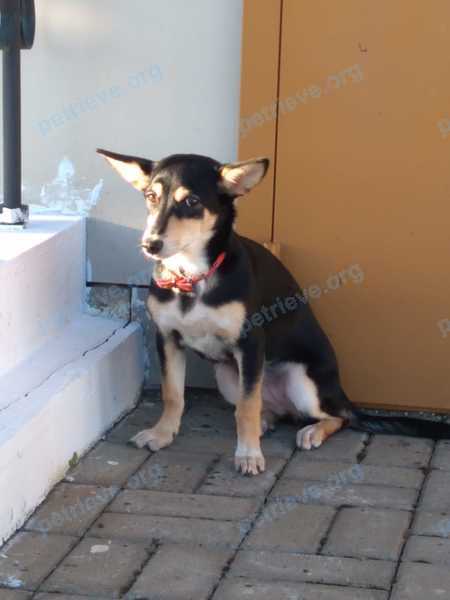 Dog, found near Полевая ул., 37А, Валуйки, Белгородская обл., Россия, 309996 on Aug 07, 2022.