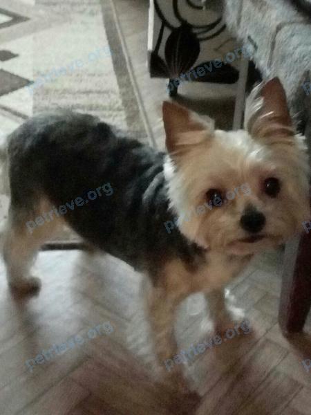 Small adult mixed color female dog Жуля, lost near ул. Бахметьева, 8Б, Воронеж, Воронежская обл., Россия, 394006 on Aug 06, 2022.