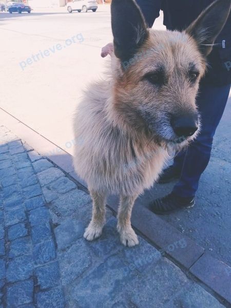 Big adult orange male dog Макс, lost near ж/д Дербеневская (бывш. Москва-Товарная)  on Aug 06, 2022.