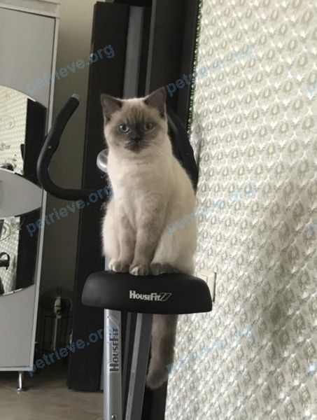 Medium young white female cat Бася, lost near 92WV+56 Паша, Ленинградская область, Россия on Aug 04, 2022.