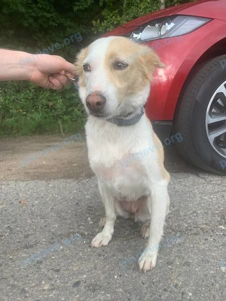 Medium young mixed color female dog, found near ул. Кузнецова, 41, Переславль-Залесский, Ярославская обл., Россия, 152020 on Aug 06, 2022.