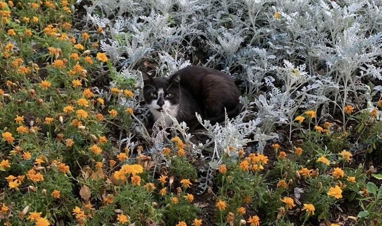 Средний чёрный молодой кот, найден 01.08.2022 рядом с Москва, Новокосинская ул..