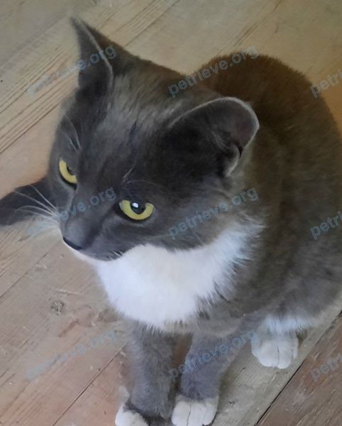 Medium young gray male cat, found near HWGV+VG Северск, Томская область, Россия on Aug 04, 2022.
