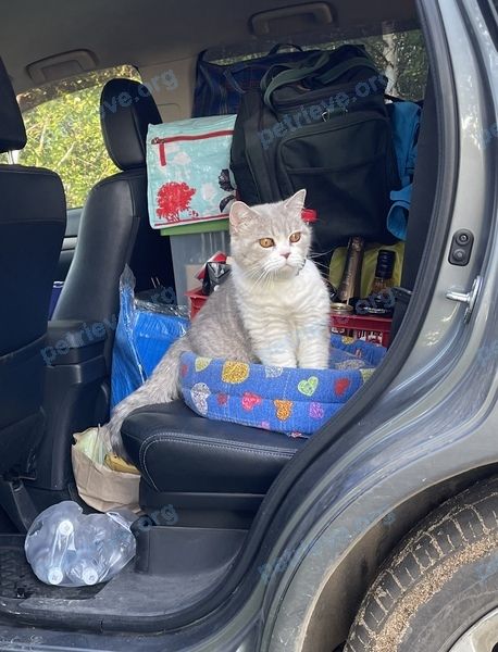 Medium adult mixed color female cat Варя, lost near FXGP+J2 Усть-Баргузин, Республика Бурятия, Россия on Jul 26, 2022.