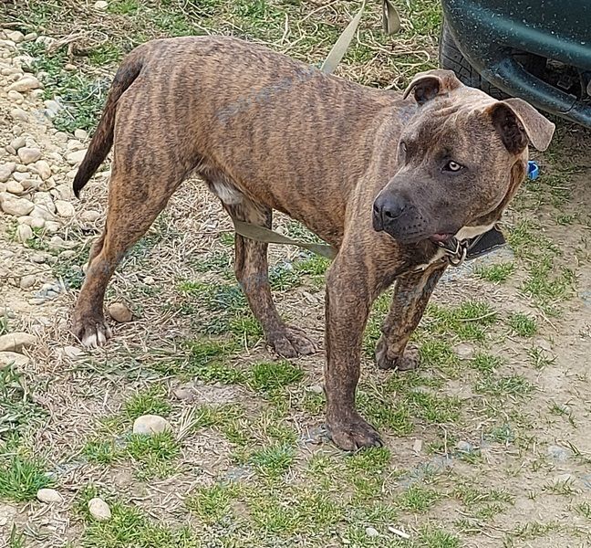 Medium young brown male dog Спайк, lost near ул. Серова, 42, Курганинск, Краснодарский край, Россия, 352430 on Aug 09, 2022.