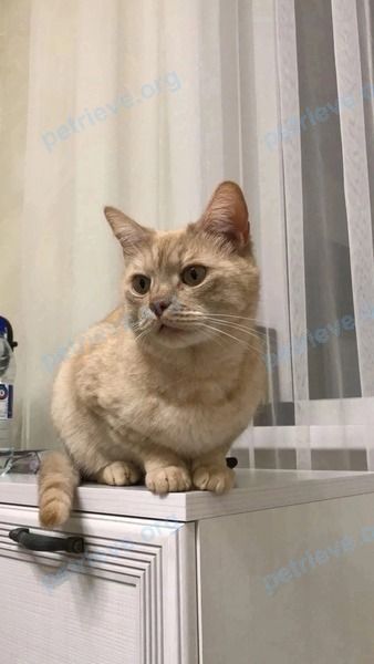 Medium adult yellow male cat Сёма, lost near ул. пр-т. Победы, 194, Череповец, Вологодская обл., Россия, 162624 on Jul 16, 2022.