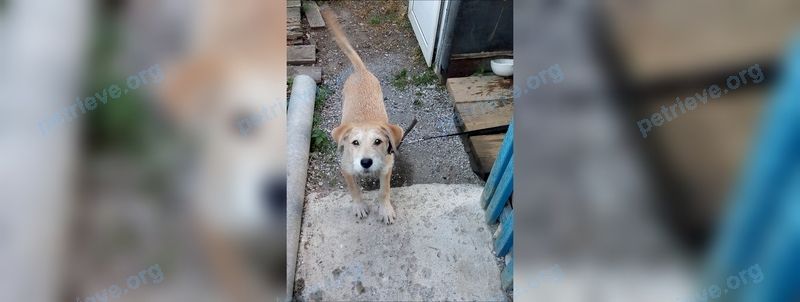 Medium young brown male dog, found near ул. Кривоусова, 36, Верхняя Пышма, Свердловская обл., Россия, 624090 on Aug 13, 2022.