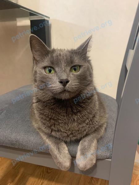Medium young gray female cat Дымка, lost near 6й переулок катаева 18, Мозырь, Беларусь on Aug 13, 2022.