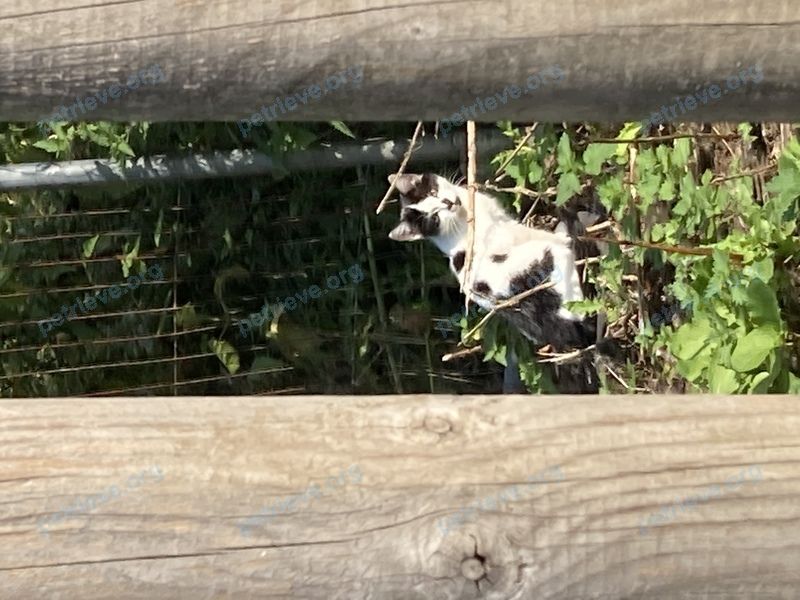 Small young white cat, found near 5 Lotherton Ln, Aberford, Leeds LS25 3ER, UK on Aug 14, 2022.