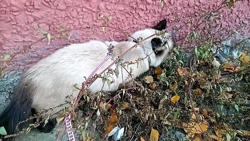 Средняя серая молодая кошка Багира, пропала 27.07.2022 рядом с Микрорайон 19, дом 24, Жлобин
.