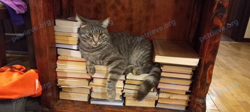 Medium young gray male cat Мурзик, lost near QX9X+4P Серов, Воронежская область, Россия on Aug 15, 2022.