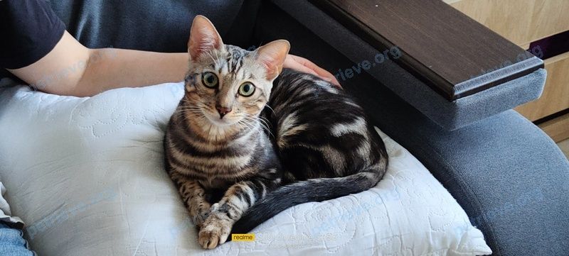 Medium young mixed color male cat Кокс, lost near ул. Юшкова, 12,  Красноярск, Красноярский край, Россия, 660115 on Aug 15, 2022.