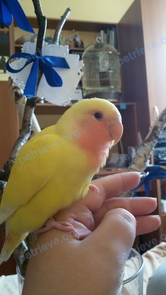 Medium adult yellow female bird Лу́на, lost near ул. Первомайская, д.107А, Москва, Россия, 105077 on Aug 16, 2022.