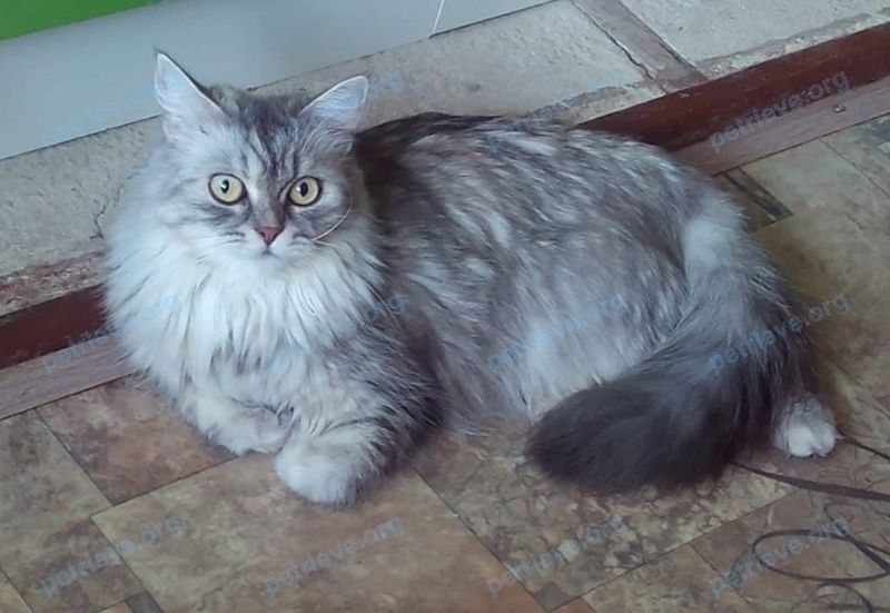 Medium adult gray female cat Тина, lost near ул. Щепкина, 6а, Суджа, Курская обл., Россия, 307800 on Aug 10, 2022.