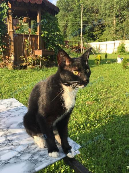 Medium young black male cat Юлия, found near Яхромская ул., 3/5, Москва, Россия, 127411 on Aug 01, 2022.