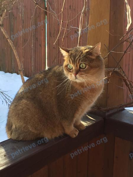 Medium adult male cat Брюс, lost near ул. Бородинская, 43, Немчиновка, Московская обл., Россия, 143025 on Aug 16, 2022.
