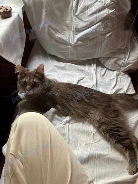 Big young gray male cat Чифун, lost near ул. Южная, 1, Новочебоксарск, Чувашская Респ., Россия, 429960 on Aug 17, 2022.