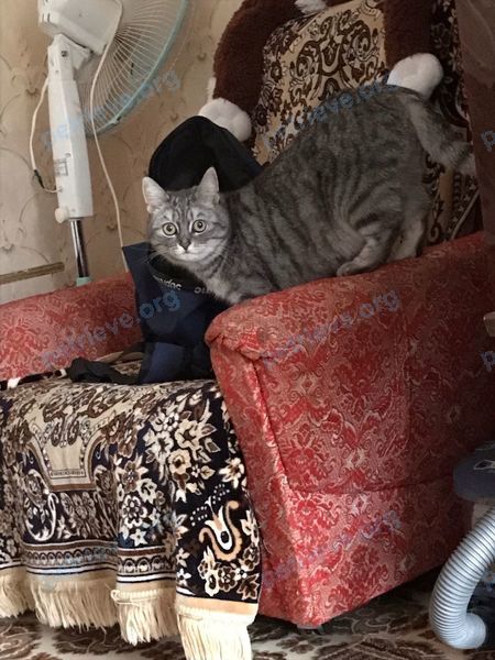 Medium young gray female cat Муся, lost near ул. Казарменная, 5А, Владимир, Владимирская обл., Россия, 600021 on Aug 18, 2022.