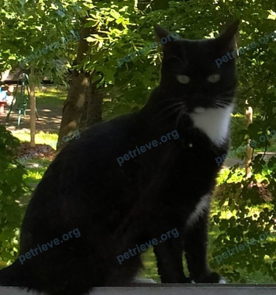 Medium young black female cat Алиса, lost near ул. Милашенкова, 11 корпус 1, Москва, Россия, 127322 on Aug 18, 2022.